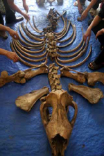 Sừng tê giác chữa bách bệnh: Hoang đường 